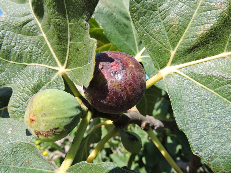 Buy Fig trees For Sale