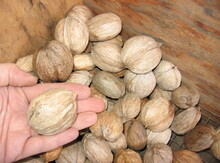 Shellbark Hickory Nuts in-shell Image