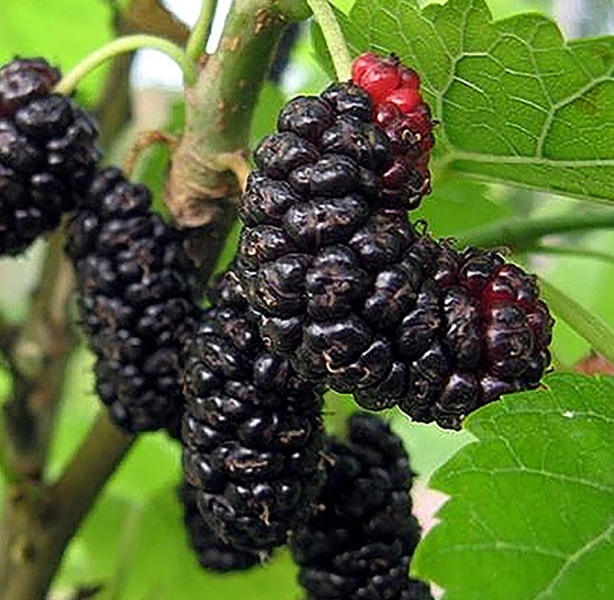 Products - Mulberry - Grimo Nut Nursery