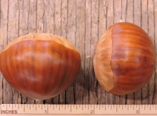 European Chestnut Seedling Image