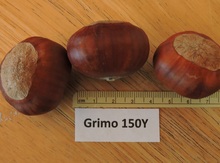 'Grimo 150Y' Chinese Chestnut Graft Image